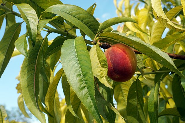 A_Peach_Fruit_Hanging_01_s.jpg