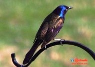 CommonGrackle.jpg