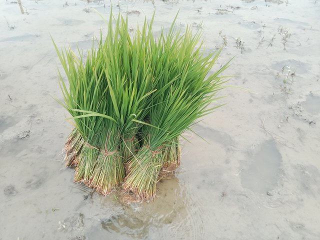 IMG_20250815_090831.jpg