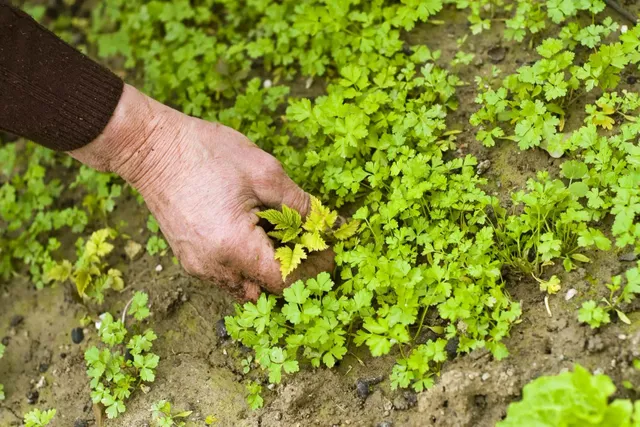 Weeds-hand-parsley-patch.webp