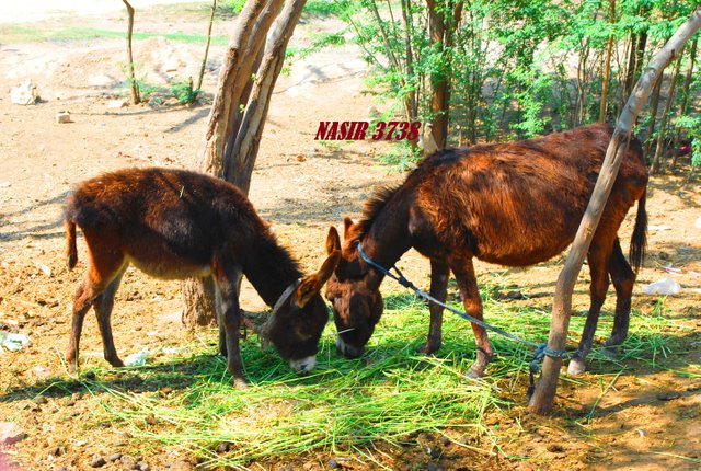 Pakistani native donkeys used to eat together.JPG