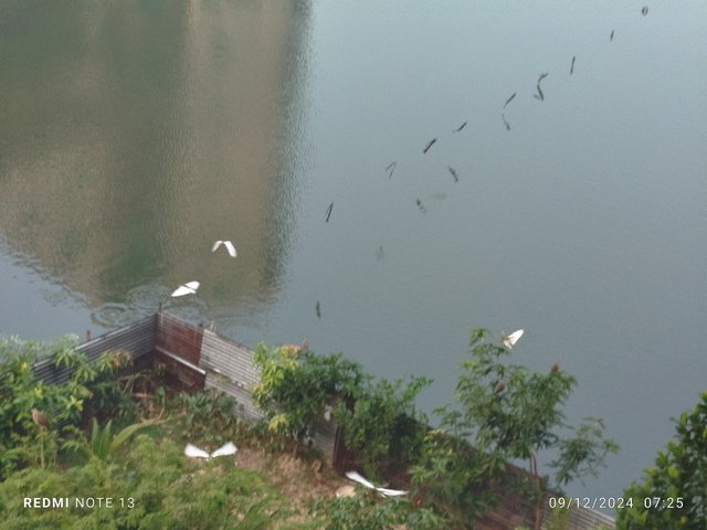IMG_20241209_072515.jpg