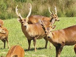 hog deer.jpg