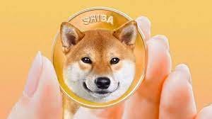 shiba baby.jpg