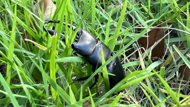 IMG_2295.jpeg