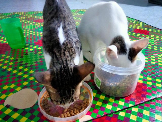 IMG20251011204301.jpg