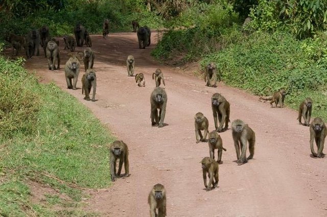 baboons.jpg