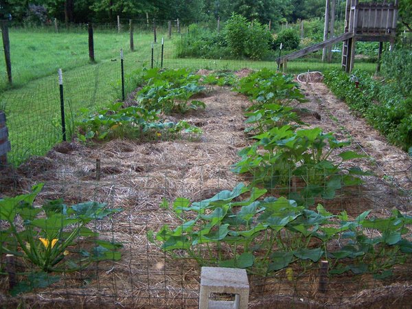 Small garden - squashes, etc1 crop July 2018.jpg