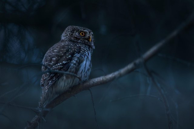 eurasian-pygmy-owl-6881984_1920.jpg