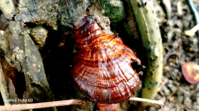 IMG_20250522_112212.jpg