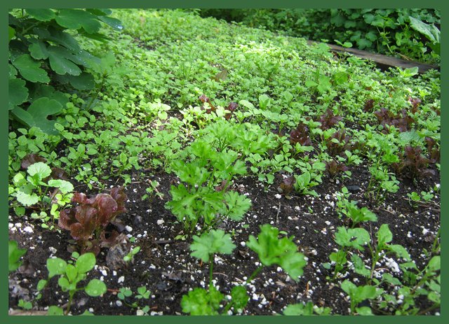 close up of young lettuce plants.JPG