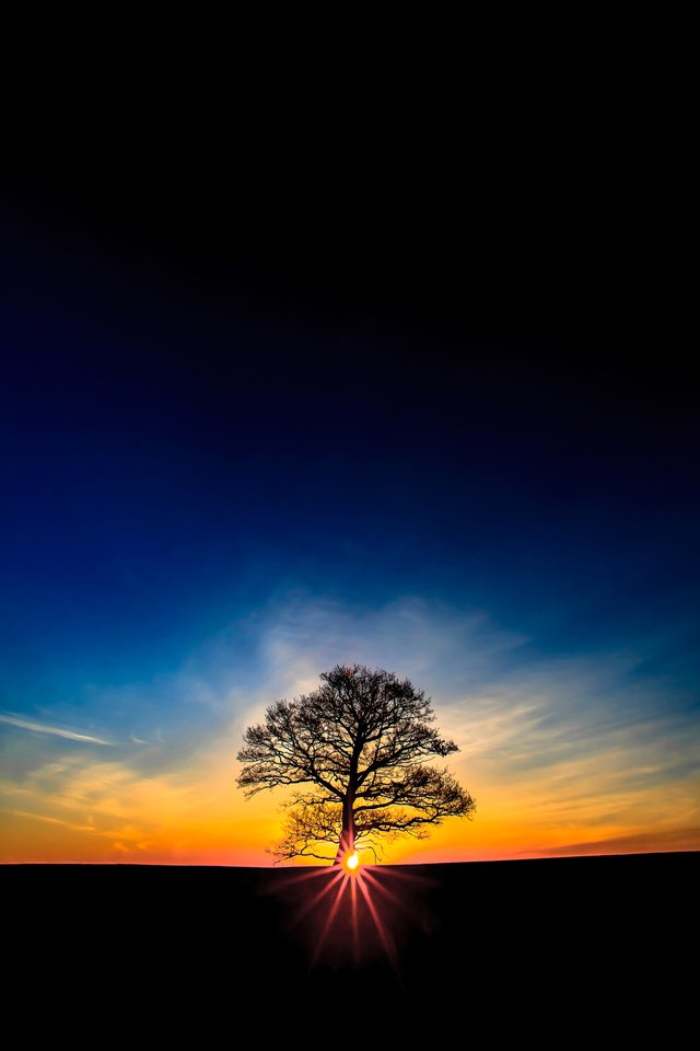 TREES-The-first-rays.jpg