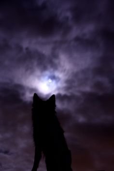 33162c12a5f4117451e784317403e4b0--wolf-silhouette-purple-backgrounds.jpg