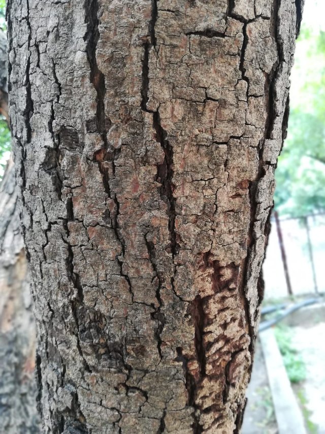 tree bark 6.jpeg