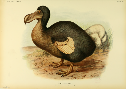 dodo.PNG