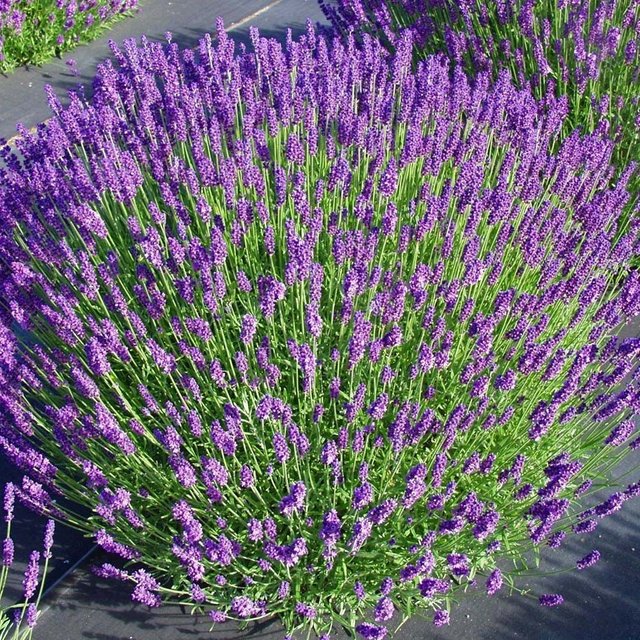 Lavanda 002.jpg