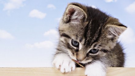 Cute-cat-baby-wallpaper-wallpapers-765544-701x394.jpg