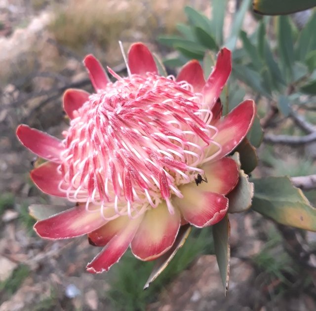 Protea caffra.jpg