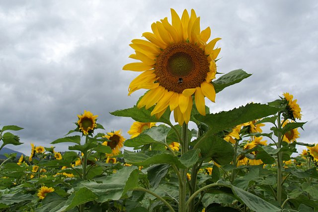 Japan-Hokkaido12802-1147.jpg