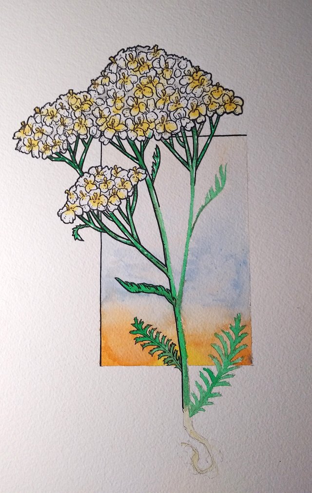 yarrow6.jpg