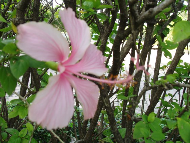 Queen Sirikit Park - pink hibiscus