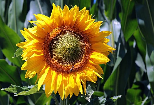 sun-flower-3540266__480.jpg