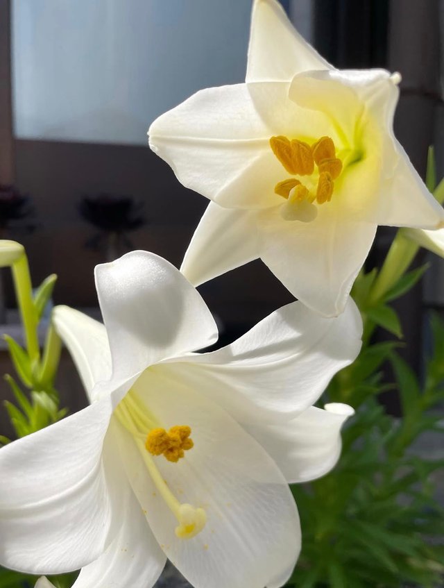 IMG_20250605_082911.jpg