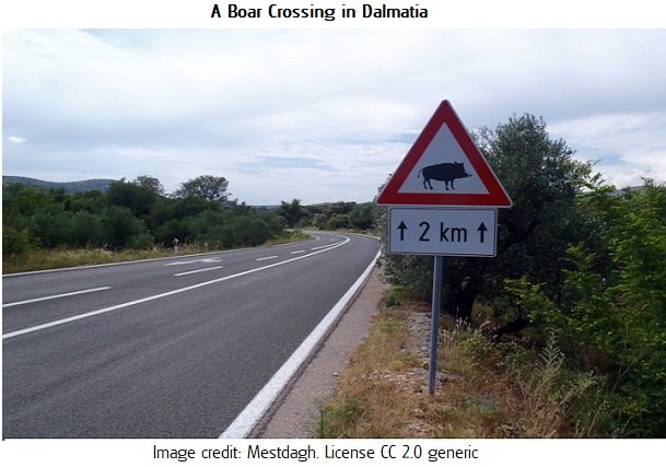 Boar Crossing!3 croatia mestdagh 2.0.jpg