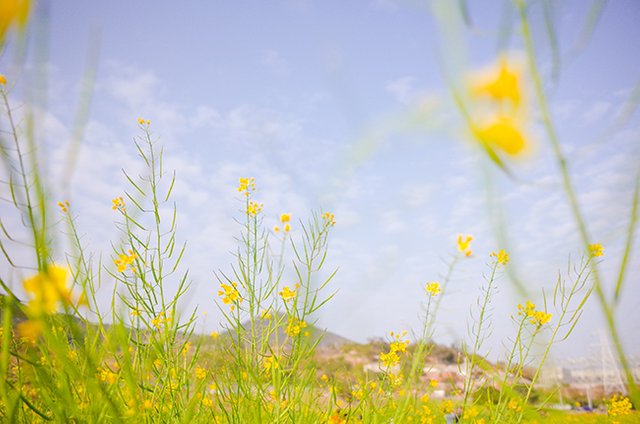 油菜花 (2).jpg