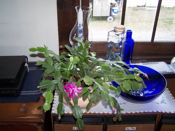 Christmas cactus flowering crop November 2019.jpg