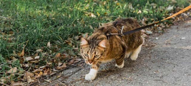 Preparing-for-Cat-Walking-The-Right-Gear-and-Training-Environment.jpg