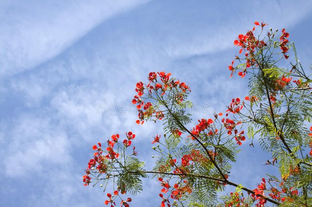 gulmohar-flowers-beautiful-clear-sky-24833090.jpg