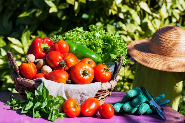 verdure-un-cesto-sot