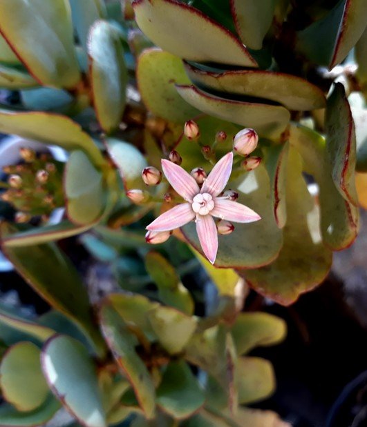 silver dollar jade flower.jpg