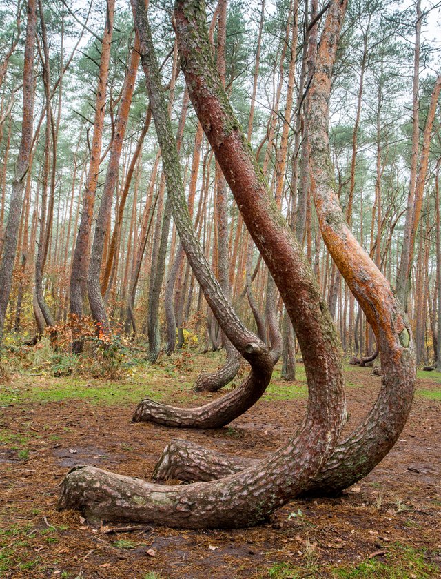 Crooked_Forest.jpg