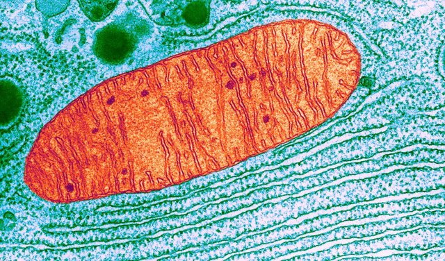 mitochondria-photo-copy-e1482864857509-1280x752.jpg