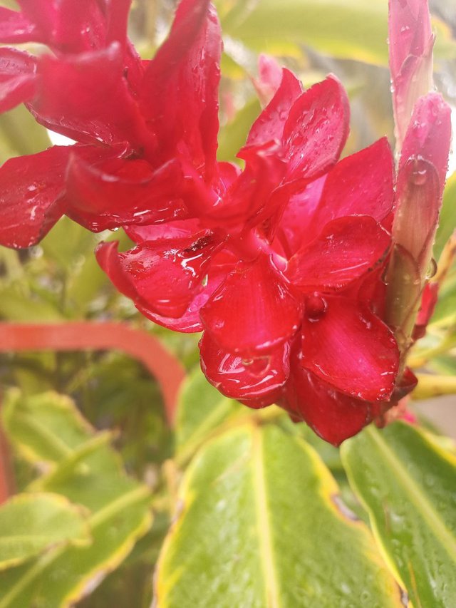 Gotas de lluvia en el lirio 5.jpg