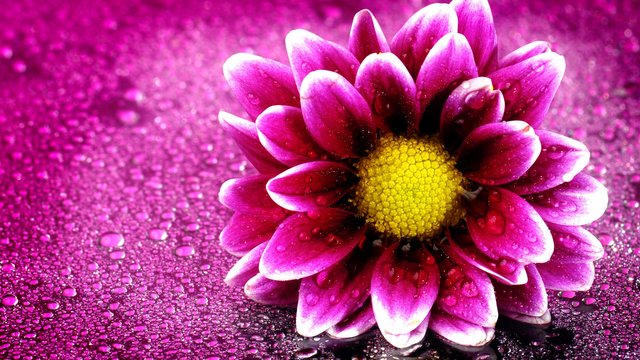 pink_flower_4k-3840x2160.jpg