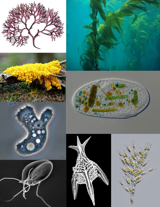 Protist_collage_2.jpg