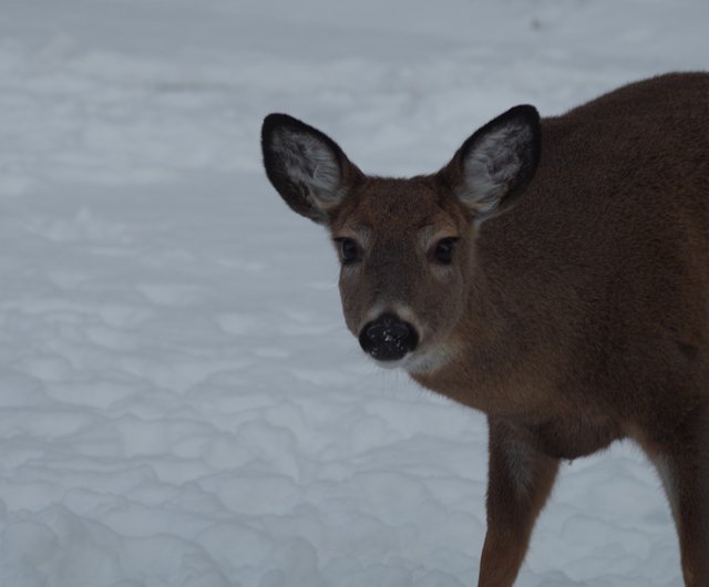 animal Sunday deer 1.jpg