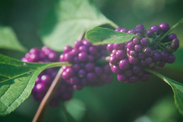 Purple Berries-0982.jpg