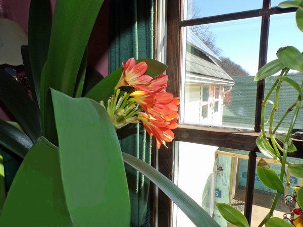 Office clivia flowering crop March 2020.jpg