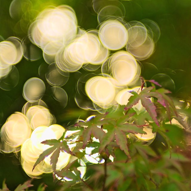 Maple and Bubble Bokeh.jpg