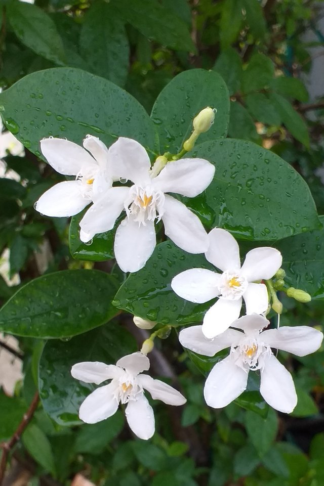 white flower19 (2).jpg