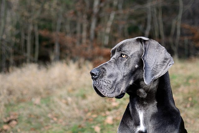 great-dane-2973438_1280.jpg