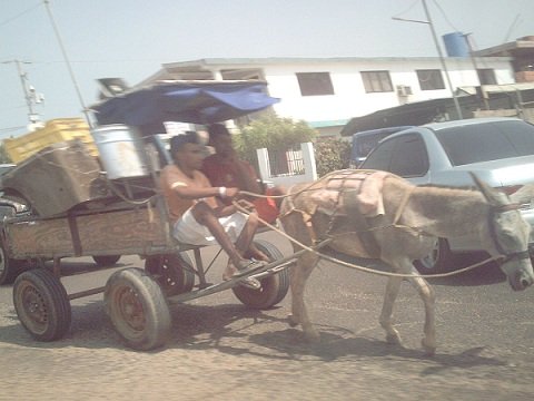 1200px-Transporte_animal_en_Maracaibo.JPG