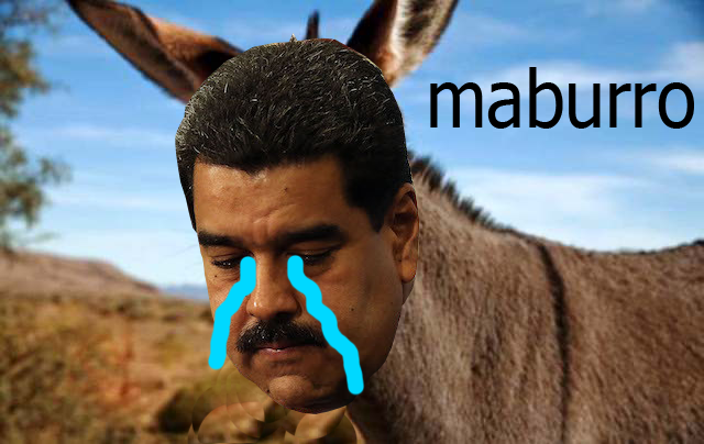 1burro-rebuznando.png