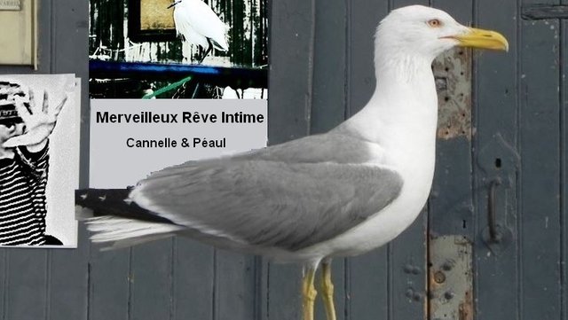 Cannelle Merveilleux reve intime.JPG