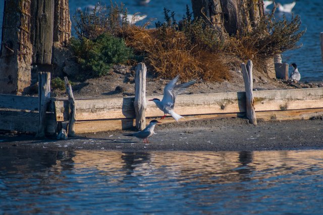 DSC_6474.jpg