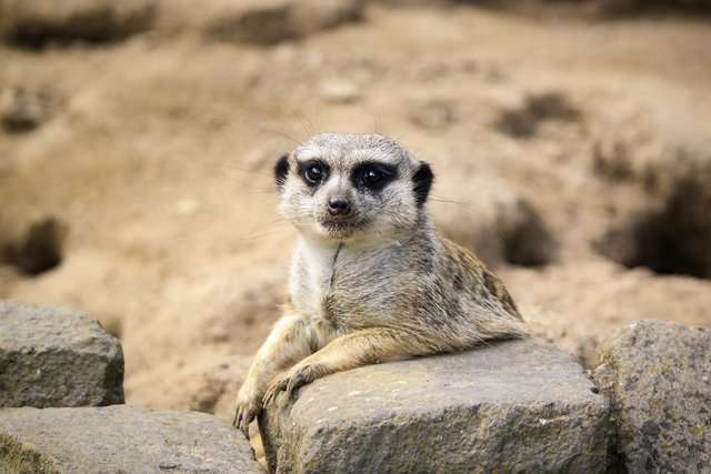 meerkat-6392737_1280.jpg